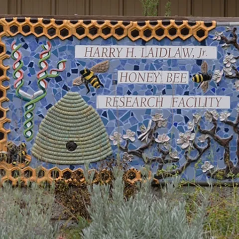A sign in front of the Harry H. Laidlaw Jr. Honey Bee Research Facility at UC Davis includes a skep with a hole tunneling to a hive in the back. (Photo by Kathy Keatley Garvey)