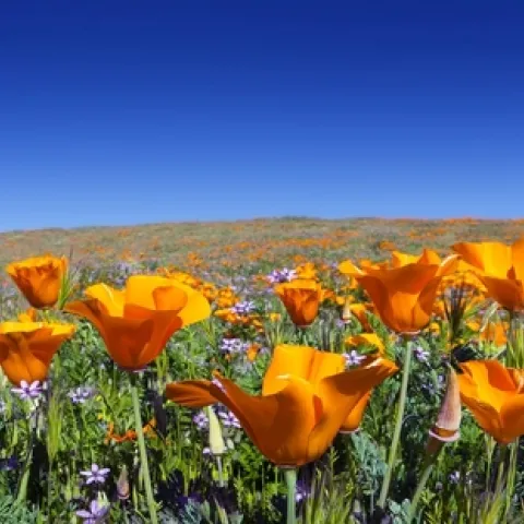 Field of Calif. poppy flowers