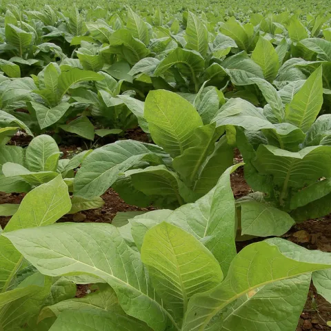 A patch of tobacco (Nicotiana tabacum) in a field in Intercourse, PA. (Photo by Derek Ramsey, courtesy of Wikipedia)