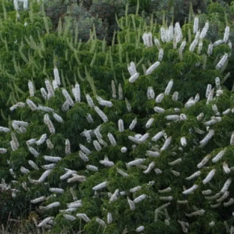 Aesculus californica CA Buckeye Tree Tree