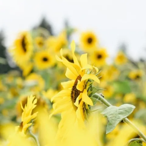 Field of sunflowers