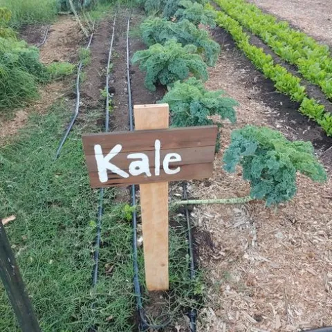 Veggies in the Garden