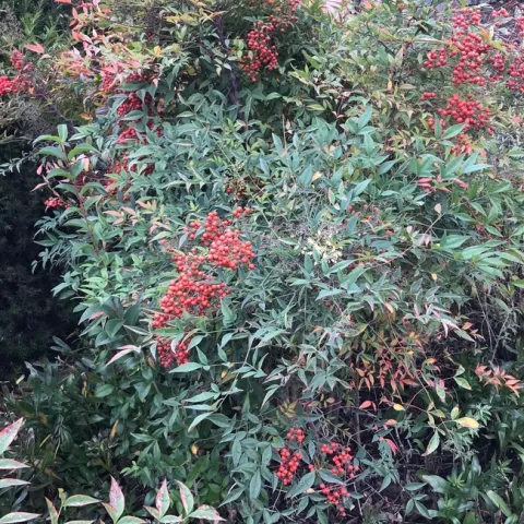 Heavenly bamboo. photos by Karen Metz