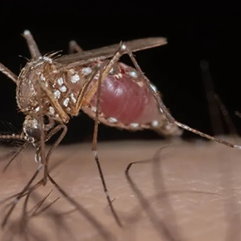 "The growing presence of Aedes aegypti mosquitoes, which can transmit the viruses that cause Zika, dengue, chikungunya, and yellow fever as well as the parasite that causes heartworm in pets, is a major public health threat," says UC Davis medical entomologist/geneticist Geoffrey Attardo. (Photo by Geoffrey Attardo)