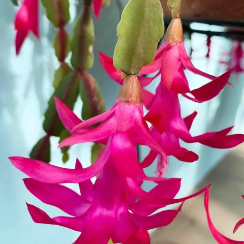 Red Christmas cactus flowers (Schlumbergera x buckleyi), Laura Kling