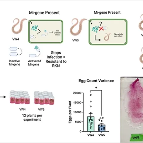 This is the solo slide that UC Davis graduate student/nematologist Alison Coomer presented.