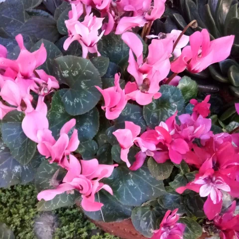 Photo by Deborah Pacheco