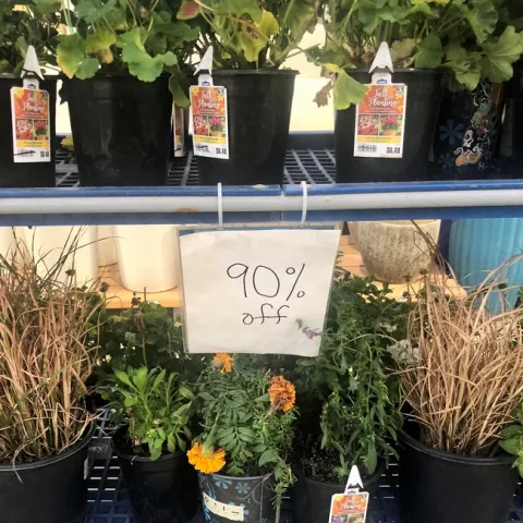 Photo by Ardis Neilsen