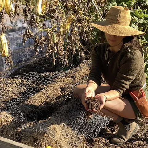 UC Marin Master Gardener Stephanie Scarpullo gathering composted straw from our straw bales. L Stiles