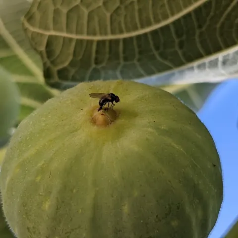 A black fig fly laying eggs inside a green fig.