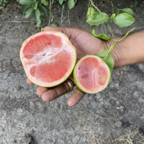 healthy grapefruit