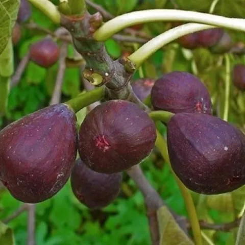 figs on tree