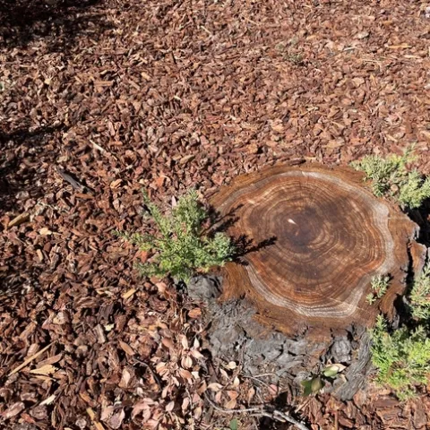 photos by Brenda Altman