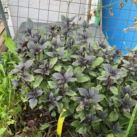 photo by Tina Saravia