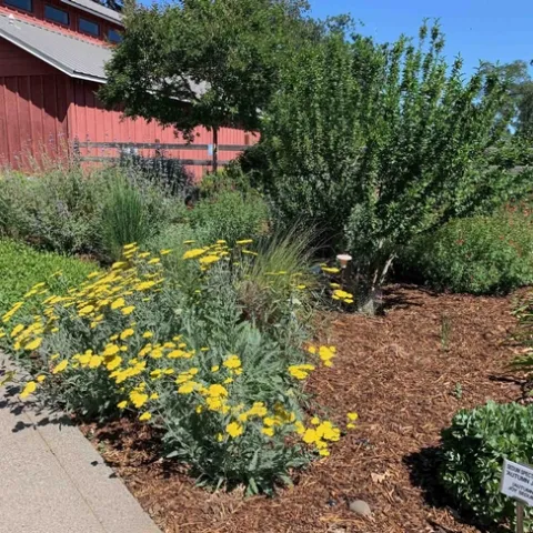 All-Star Garden at the Demonstration Garden, Laura Kling