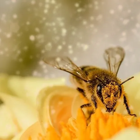Close of bee with pollen floating in the air