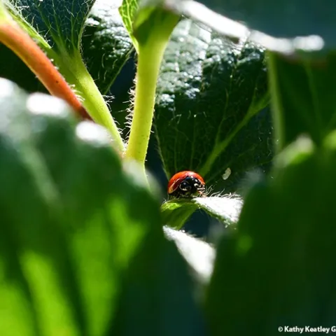A lady beetle feasting on aphids on a strawberry plant in a Vacaville garden. (Photo by Kathy Keatley Garvey)