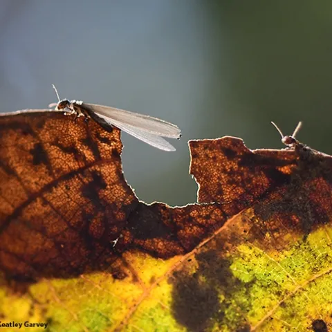 A winged termite ready for flight as another termite waits. This image was taken Oct. 27 in Vacaville, Calif.(Photo by Kathy Keatley Garvey)