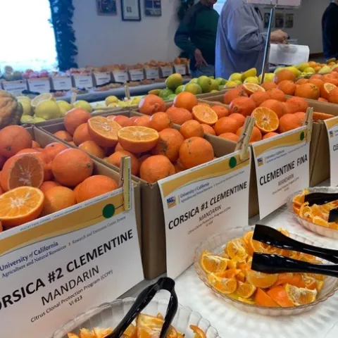 Citrus Fruit Dispaly and Tasting