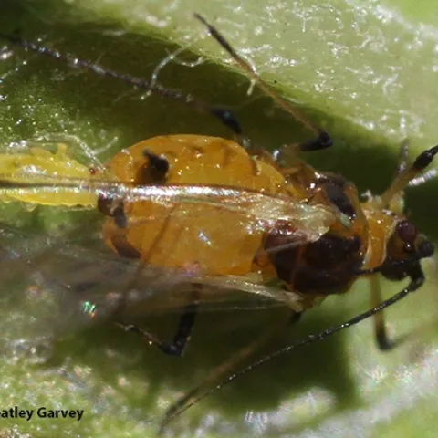 A close-up of an aphid giving birth in a Vacaville pollinator garden. (Photo by Kathy Keatley Garvey)