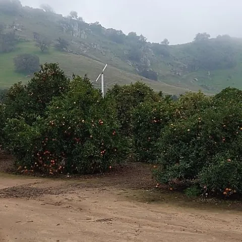 Lindcove orchard in full color