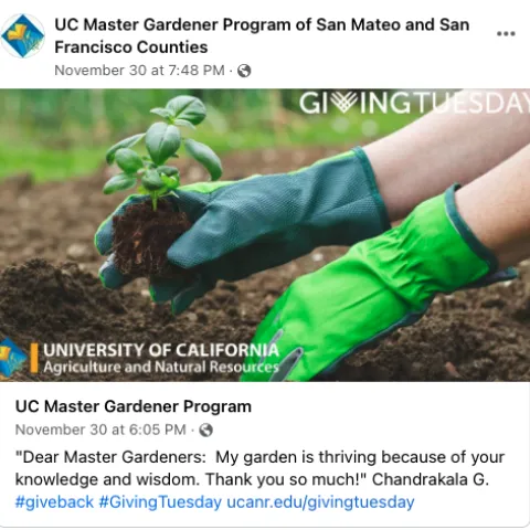 Green gloved hands plant a seedling in soil. TEXT: "Dear Master Gardeners: My garden is thriving because of your knowledge and wisdown. Thank you so much!" Chandrakala G.
