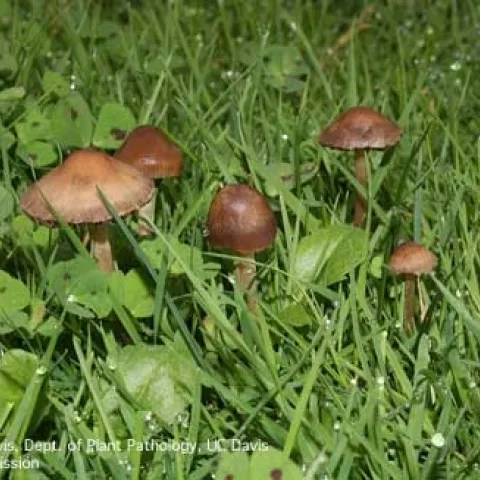Mushrooms of <i>Panaeolus foenisecii</i><br>(Credit: RM Davis)