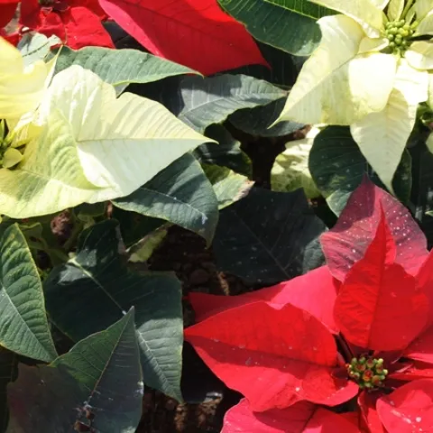 Poinsettia plants, <i>Euphorbia pulcherrima</i>, has toxic white sap.
