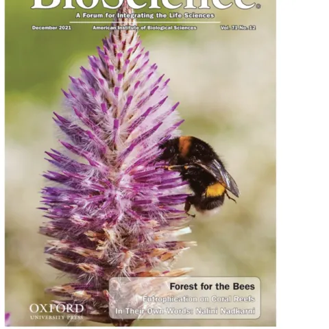 The current edition of Bioscience, shows the cover image of a Bombus terrestris nectaring on a pink mula mulla, Ptilotus exaltatus. (Photo by John Mola)