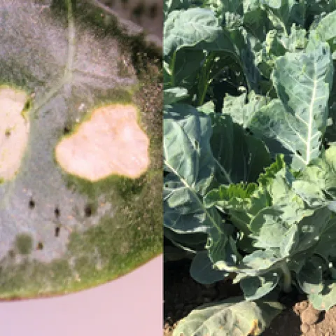 DBM damage-broccoli and cauliflower