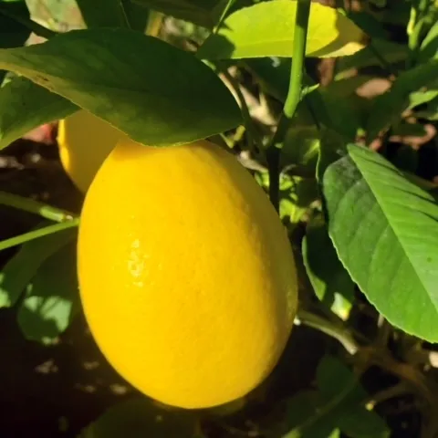 photos by Launa Herrmann