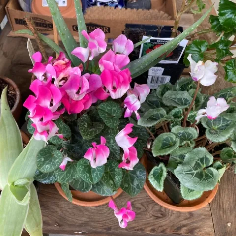 Cyclamen by Michelle Davis