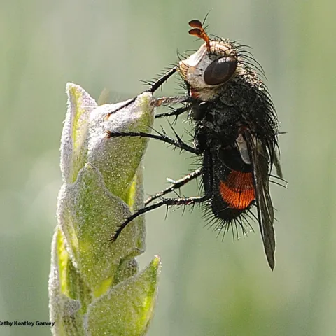 A female tachinid on lavender. (Photo by Kathy Keatley Garvey)