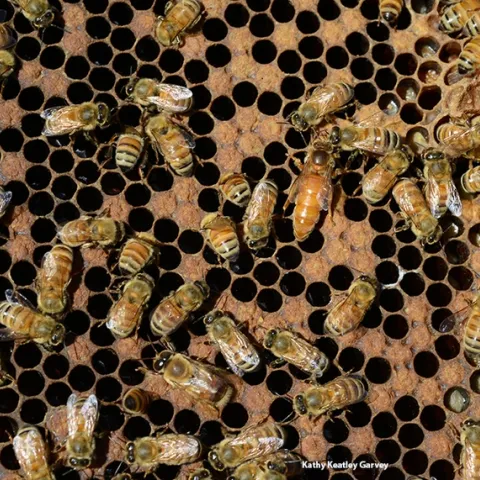 A queen bee and worker bees. "On the 12th day of Christmas, my true love gave to me 12 deathwatch beetles drumming, 11 queen bees piping, 10 locusts leaping, 9 mayflies dancing, 8 ants a'milking aphids, 7 boatmen swimming, 6 lice a'laying, 5 golden bees, 4 calling cicadas, 3 French flies, 2 tortoise beetles and a psyllid in a pear tree." (Photo by Kathy Keatley Garvey)