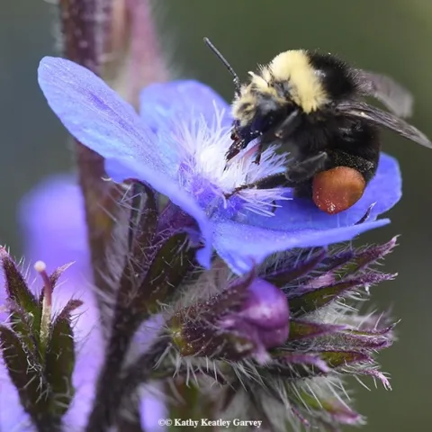 A female yellow-faced bumble bee, Bombus vosnesenskii, foraging on Anchusa azurea at Annie's Annuals and perennials, Richmond. (Photo by Kathy Keatley Garvey)