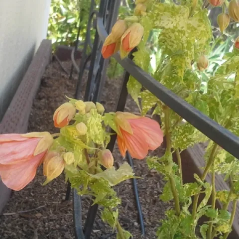 Closeup of Abutilon on shed
