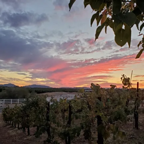 Sunset over a vineyard