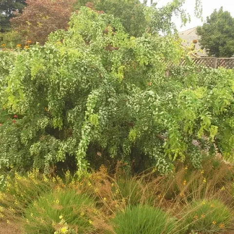 Black Locust ‘twisty baby’
