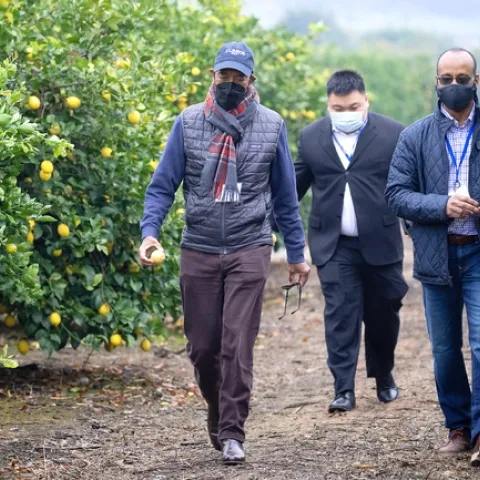 Three men walk between rows of citrus trees.