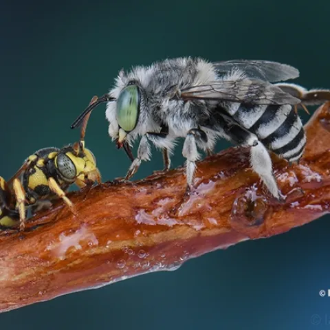 In this award-winning image, a cuckoo bee, Nomada sp.(left), and an Anthophora bee share honey on a twig. The work of Ian Wright, it was selected as a September (inset) image in the ESA's World of Insects calendar. (Copyrighted Photo by Ian Wright)