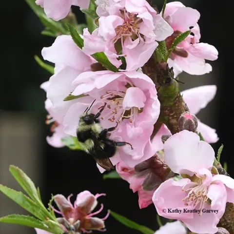 A black-tailed bumble bee, Bombus melanopygus, nectaring on nectarine blossoms in Vacaville, Calif. (Photo by Kathy Keatley Garvey)