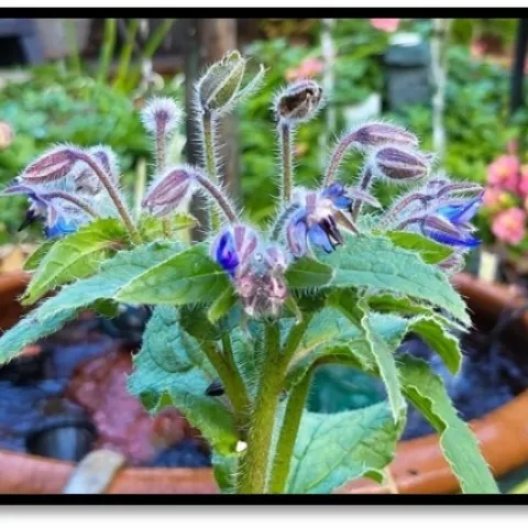 photos by Paula Pashby