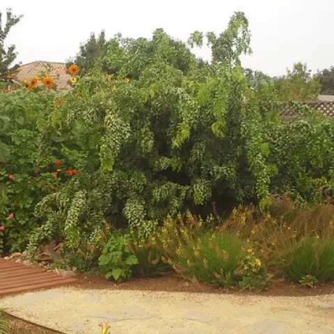 Black Locust 'Twisty baby' overgrown