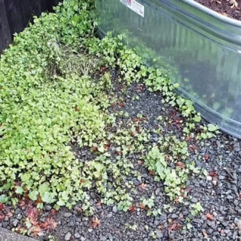 Morning glory seedlings
