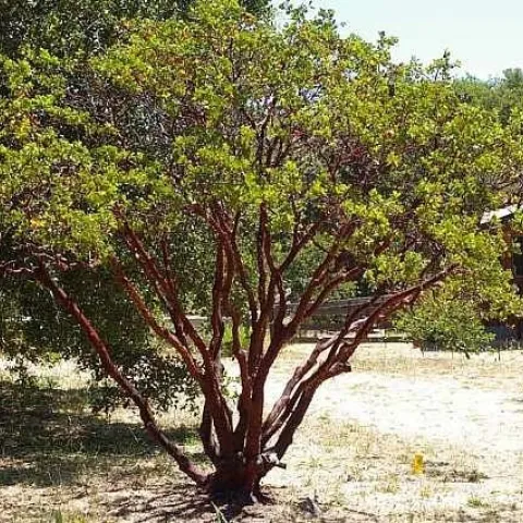 Common manzanita. (pinterest.com)