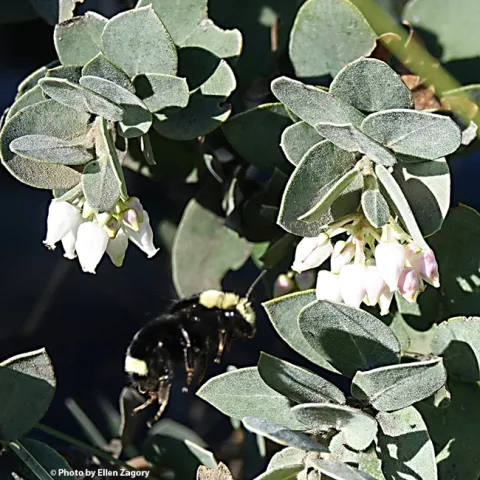 Ellen Zagory captured this image of a bumble bee at 2:30 p.m., Jan. 1 in the UC Davis Arboretum and Public Garden to co-win the contest. Professor Neal Williams, pollinator ecologist, identified it as a yellow-faced bumble bee, Bombus vosnesenskii.