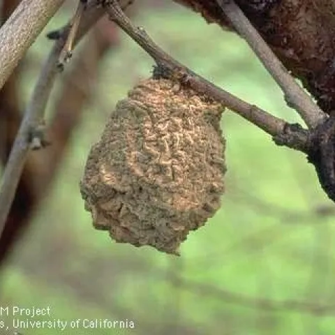 A shriveled fruit that appears mummy-like hanging in a dormant fruit tree.
