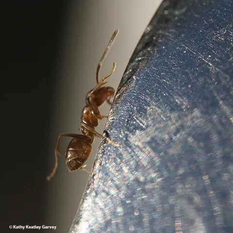 An Argentine ant climbs up a spoon laden with honey. (Photo by Kathy Keatley Garvey)