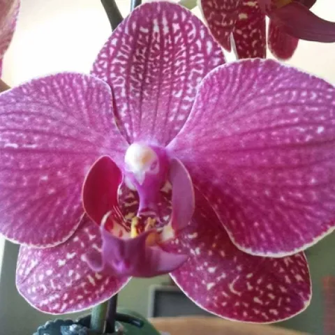 Moth Orchid, Emilee Warne