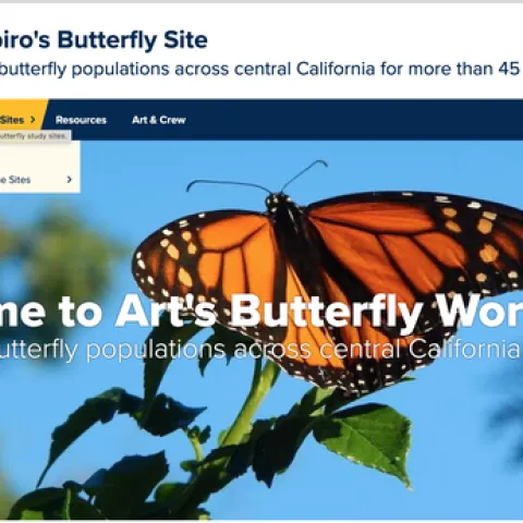 A screen shot of Art Shapiro's butterfly site at http://butterfly.ucdavis.edu/
